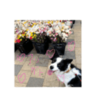 愛犬ラン（個別スタンプ：4）