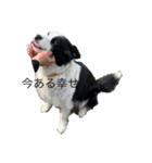 愛犬ラン（個別スタンプ：5）