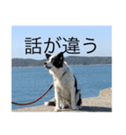 愛犬ラン（個別スタンプ：6）