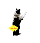 愛犬ラン（個別スタンプ：7）
