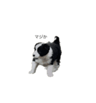 愛犬ラン（個別スタンプ：9）