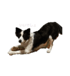 愛犬ラン（個別スタンプ：10）
