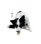 愛犬ラン（個別スタンプ：11）