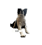 愛犬ラン（個別スタンプ：14）