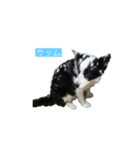 愛犬ラン（個別スタンプ：15）