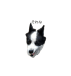 愛犬ラン（個別スタンプ：16）