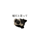 愛犬ラン（個別スタンプ：17）