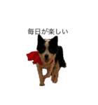 愛犬ラン（個別スタンプ：18）