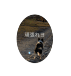 愛犬ラン（個別スタンプ：19）