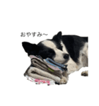 愛犬ラン（個別スタンプ：20）