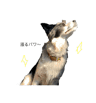 愛犬ラン（個別スタンプ：23）
