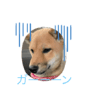 ちゃこ、（個別スタンプ：7）