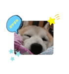 ももちゃんももの顔（個別スタンプ：3）