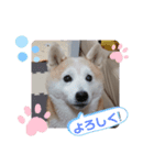ももちゃんももの顔（個別スタンプ：6）