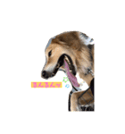えるきら（個別スタンプ：3）