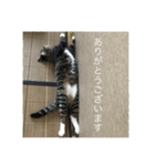 どんみーII（個別スタンプ：5）