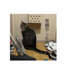 どんみーII（個別スタンプ：6）