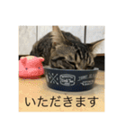 どんみーII（個別スタンプ：10）