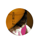 どんみーII（個別スタンプ：11）
