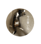 どんみーII（個別スタンプ：12）