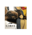 どんみーII（個別スタンプ：15）
