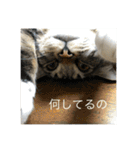 どんみーII（個別スタンプ：16）