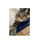 どんみーII（個別スタンプ：17）