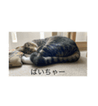 どんみーII（個別スタンプ：20）