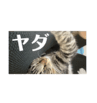 どんみーII（個別スタンプ：23）