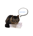 のあゆずスタンプ（個別スタンプ：25）