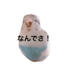 白ハルふーちゃんスタンプ（個別スタンプ：1）