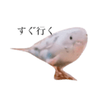 白ハルふーちゃんスタンプ（個別スタンプ：2）