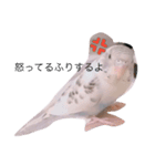 白ハルふーちゃんスタンプ（個別スタンプ：3）