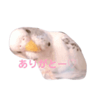 白ハルふーちゃんスタンプ（個別スタンプ：9）