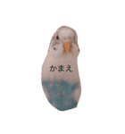 白ハルふーちゃんスタンプ（個別スタンプ：10）