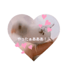 白ハルふーちゃんスタンプ（個別スタンプ：12）