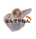 白ハルふーちゃんスタンプ（個別スタンプ：16）