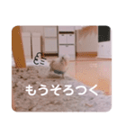 白ハルふーちゃんスタンプ（個別スタンプ：17）