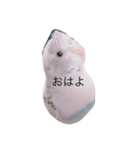白ハルふーちゃんスタンプ（個別スタンプ：18）
