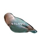 白ハルふーちゃんスタンプ（個別スタンプ：22）