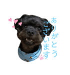黒トイプードルのスタンプ2    敬語（個別スタンプ：1）