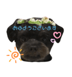黒トイプードルのスタンプ2    敬語（個別スタンプ：7）