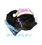 黒トイプードルのスタンプ2    敬語（個別スタンプ：8）