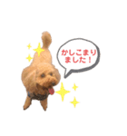 トイプードルのわふちゃんvol.2（個別スタンプ：2）