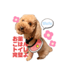 トイプードルのわふちゃんvol.2（個別スタンプ：3）