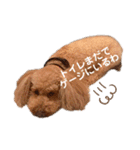 トイプードルのわふちゃんvol.2（個別スタンプ：4）