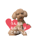 トイプードルのわふちゃんvol.2（個別スタンプ：5）