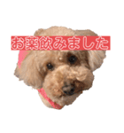 トイプードルのわふちゃんvol.2（個別スタンプ：6）
