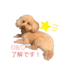 トイプードルのわふちゃんvol.2（個別スタンプ：8）
