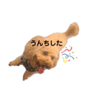 トイプードルのわふちゃんvol.2（個別スタンプ：10）